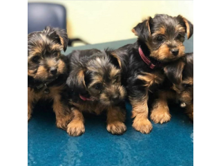 Regalo cachorritos de yorkshire Terrier para adopcion 26