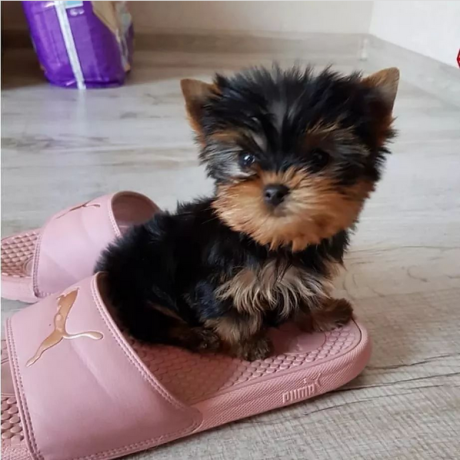 regalo-cachorritos-de-yorkshire-terrier-para-adopcion-27-big-0