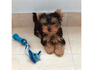 Regalo cachorritos de yorkshire Terrier para adopcion 30