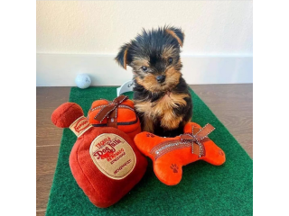 Regalo cachorritos de yorkshire Terrier para adopcion 31