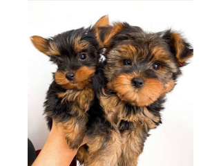 Regalo cachorritos de yorkshire Terrier para adopcion 32