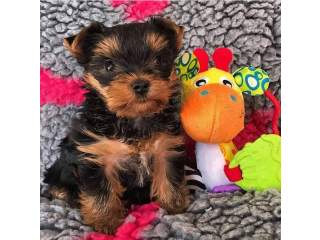 Regalo cachorritos de yorkshire Terrier para adopcion 34