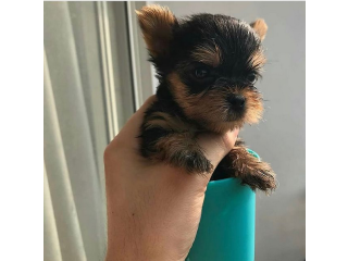 Regalo cachorritos de yorkshire Terrier para adopcion 35