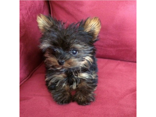 Regalo cachorritos de yorkshire Terrier para adopcion 36