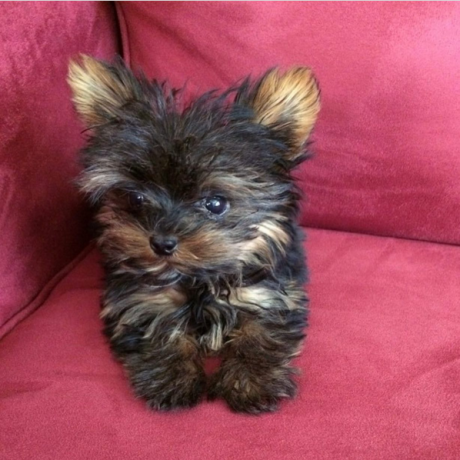 regalo-cachorritos-de-yorkshire-terrier-para-adopcion-36-big-0