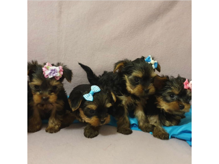 Regalo cachorritos de yorkshire Terrier para adopcion 37