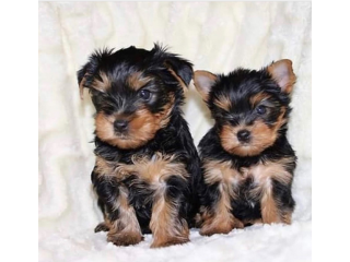 Regalo cachorritos de yorkshire Terrier para adopcion 38