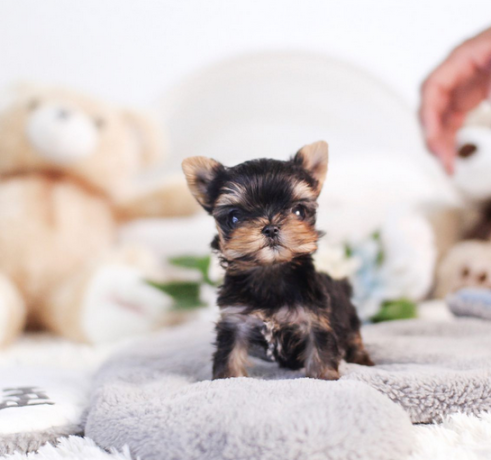 regalo-cachorritos-de-yorkshire-terrier-para-adopcion-40-big-0