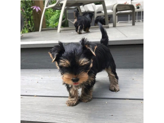 Regalo cachorritos de yorkshire Terrier para adopcion 43