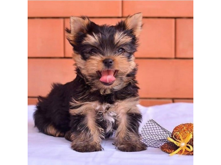 Regalo cachorritos de yorkshire Terrier para adopcion 44