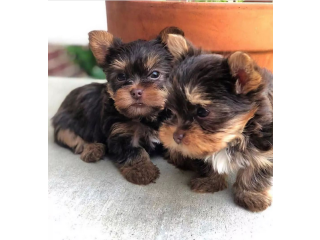 Regalo cachorritos de yorkshire Terrier para adopcion 45