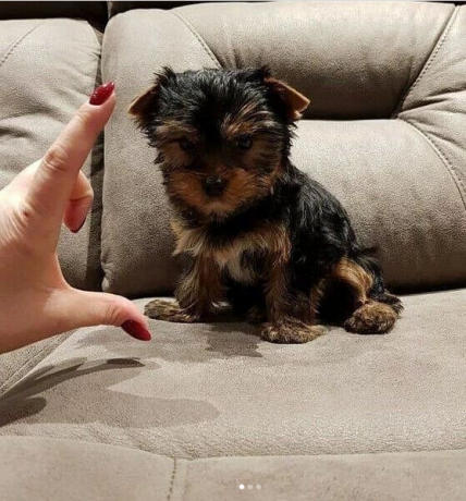 regalo-cachorritos-de-yorkshire-terrier-para-adopcion-46-big-0