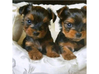 Regalo cachorritos de yorkshire Terrier para adopcion 47