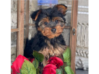 Regalo cachorritos de yorkshire Terrier para adopcion 48