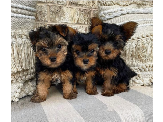 Regalo cachorritos de yorkshire Terrier para adopcion 51