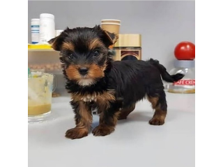 Regalo cachorritos de yorkshire Terrier para adopcion 54