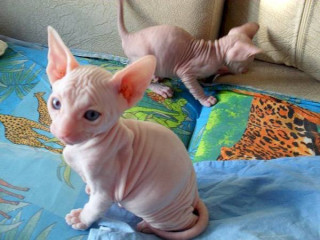 Gatitos sphynx para adopocion1