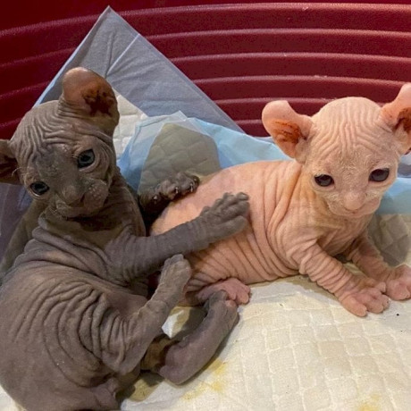 gatitos-sphynx-para-adopocion2-big-0