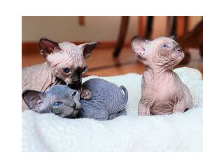 Gatitos sphynx para adopocion3