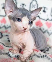 gatitos-sphynx-para-adopocion4-big-0