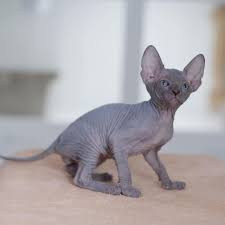 gatitos-sphynx-para-adopocion5-big-0