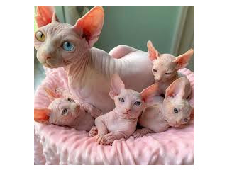 Gatitos sphynx para adopocion7