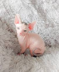 gatitos-sphynx-para-adopocion8-big-0