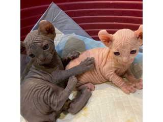 Gatitos sphynx para adopocionw