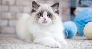 hermosos-regalo-ragdoll-gatitos1-big-0