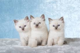 hermosos-regalo-ragdoll-gatitos2-big-0