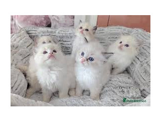 Hermosos Regalo Ragdoll gatitos3