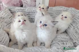 hermosos-regalo-ragdoll-gatitos3-big-0