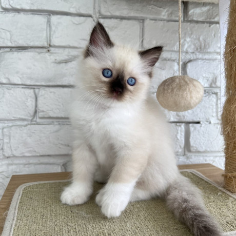 hermosos-regalo-ragdoll-gatitos4-big-0