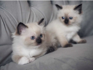 Hermosos Regalo Ragdoll gatitos5