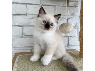 Hermosos Regalo Ragdoll gatitos6