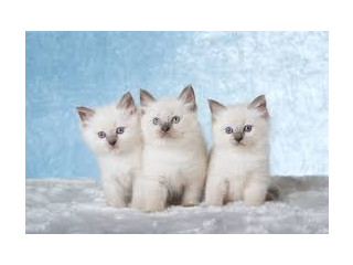 Hermosos Regalo Ragdoll gatitosa