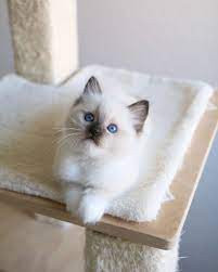 hermosos-regalo-ragdoll-gatitos12-big-0