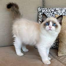 hermosos-regalo-ragdoll-gatitosf-big-0