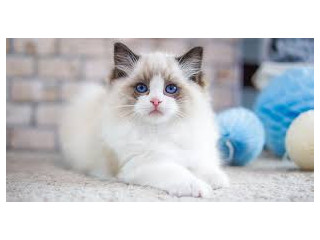 Hermosos Regalo Ragdoll gatitosxs