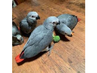 Loros Yaco Papilleros Gris Africano 1