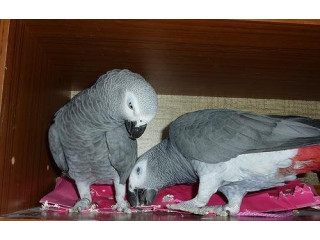 Loros Yaco Papilleros Gris Africano 3