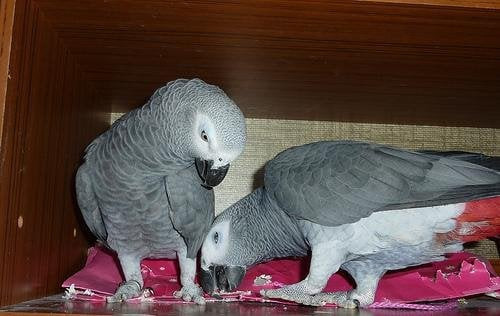 loros-yaco-papilleros-gris-africano-3-big-0