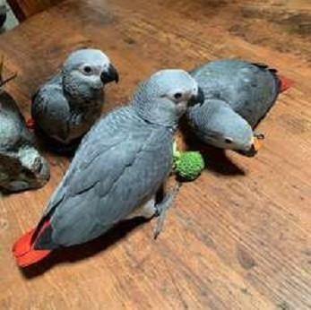 loros-yaco-papilleros-gris-africano-q-big-0