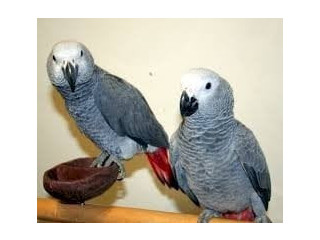 Loros Yaco Papilleros Gris Africano r