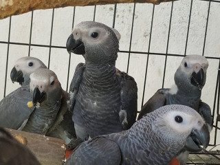 Loros Yaco Papilleros Gris Africano o