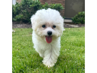 Regalo de Cachorros Bichón Maltés