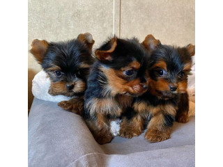 REGALO ADOPCION CACHORROS YORKSHIRE TERRIER MINI TOY, MACHOS Y HEMBRAS DISPONIBLE, CONTACTA AHORA PARA MAS (WHATSAPP:+34603991352)