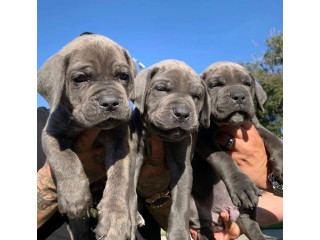 Cachorros Cane Corso enérgicos