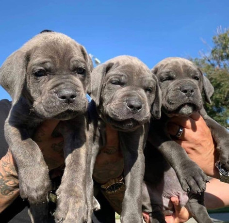 cachorros-cane-corso-energicos-big-0