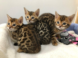 Mini gatos bengalí leopardo con papeles !!!